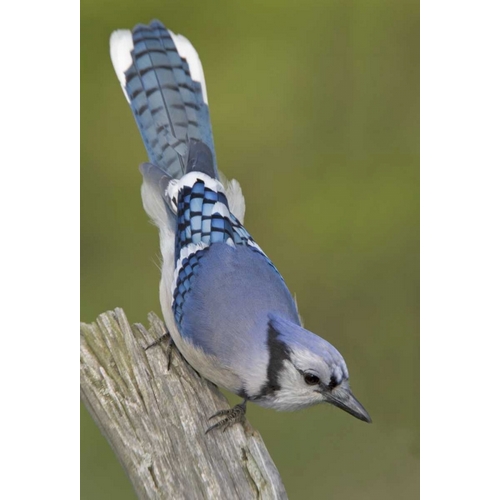 Canada, Rondeau PP Inquisitive blue jay on limb